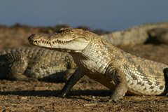 Crocodile de Basoulé