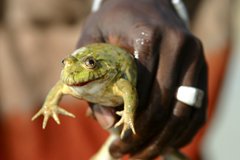 Ouagadougou grenouille